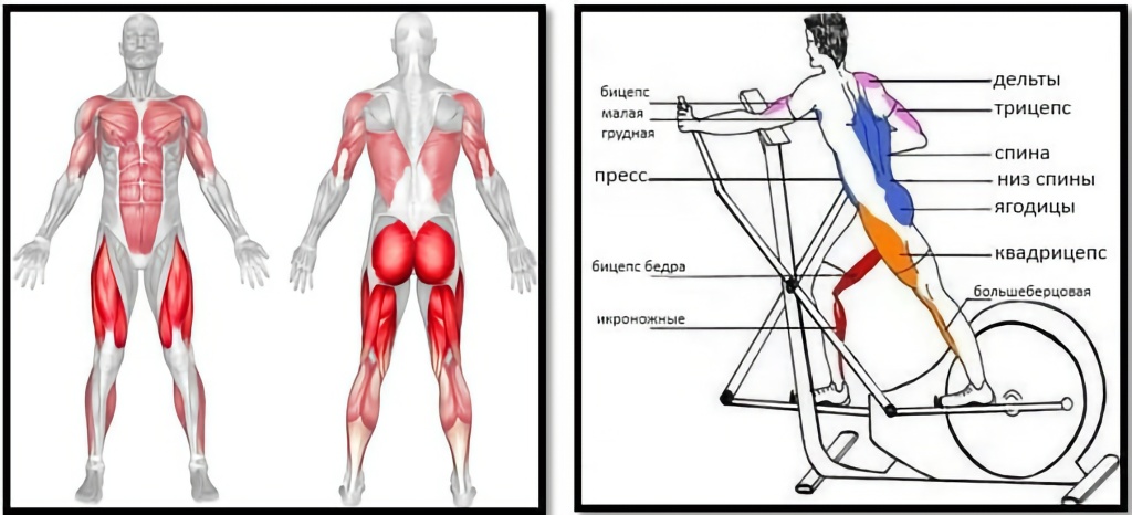 эллипсоид какие мышцы работают на эллипсоиде